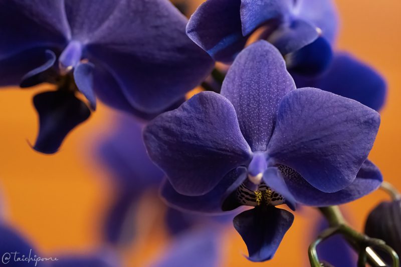 Blue Gene 燃えABLEタイプ
